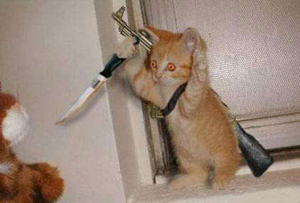 terrosistcat.jpg
